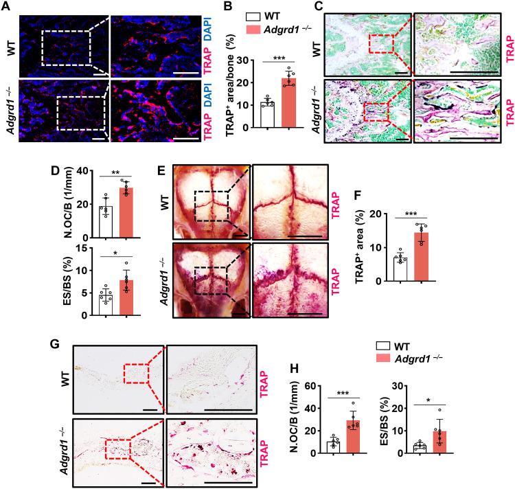 https://cdn.ncbi.nlm.nih.gov/pmc/blobs/a7fd/12248284/2218d0a726db/sciadv.ads3829-f4.jpg