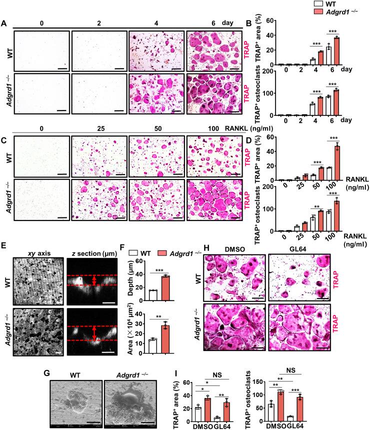 https://cdn.ncbi.nlm.nih.gov/pmc/blobs/a7fd/12248284/74b09cca9f35/sciadv.ads3829-f6.jpg