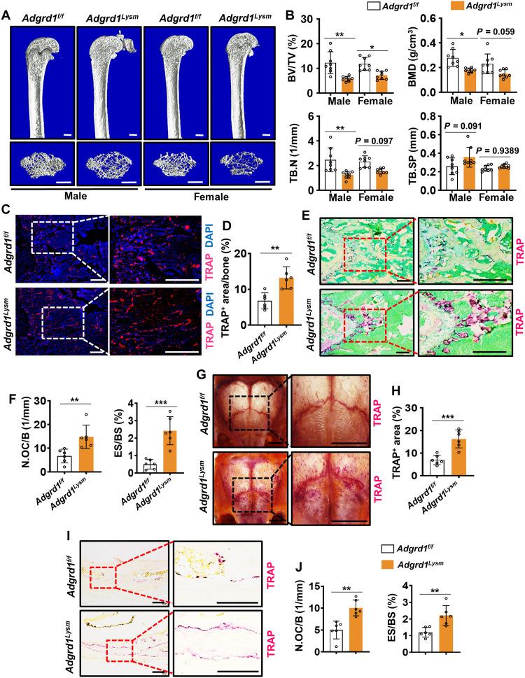 https://cdn.ncbi.nlm.nih.gov/pmc/blobs/a7fd/12248284/d192a0239c8b/sciadv.ads3829-f5.jpg