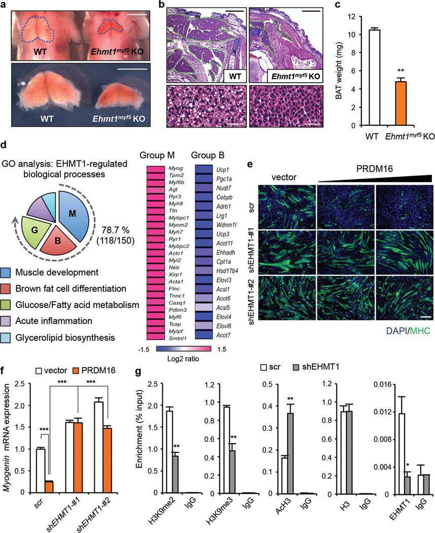 https://cdn.ncbi.nlm.nih.gov/pmc/blobs/a7fe/3855638/4f77e4fcf6a0/nihms524699f2.jpg