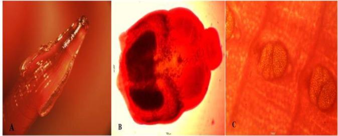 https://cdn.ncbi.nlm.nih.gov/pmc/blobs/a7fe/6243172/b82e29104715/IJPA-13-480-g001.jpg