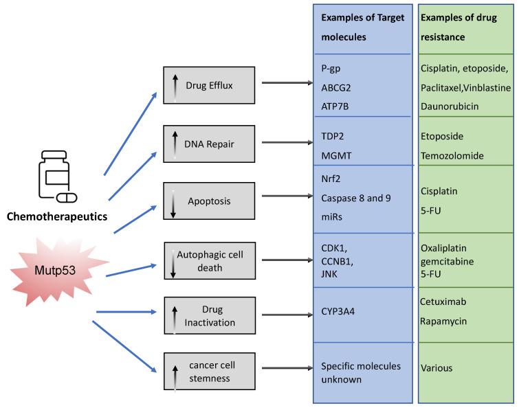 https://cdn.ncbi.nlm.nih.gov/pmc/blobs/a7ff/9600758/8f007ca934b8/cancers-14-05091-g003.jpg