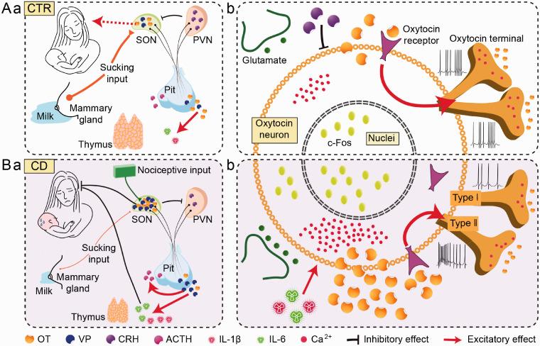 https://cdn.ncbi.nlm.nih.gov/pmc/blobs/a800/8255569/5b408c108c56/10.1177_17590914211014731-fig6.jpg