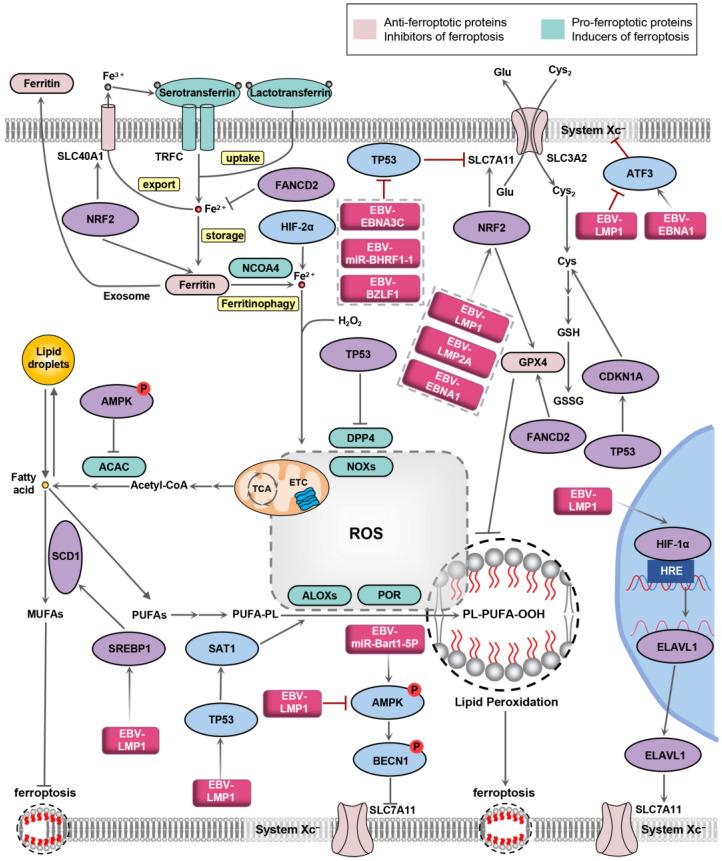 https://cdn.ncbi.nlm.nih.gov/pmc/blobs/a801/11274159/5eab1387b278/biology-13-00543-g002.jpg