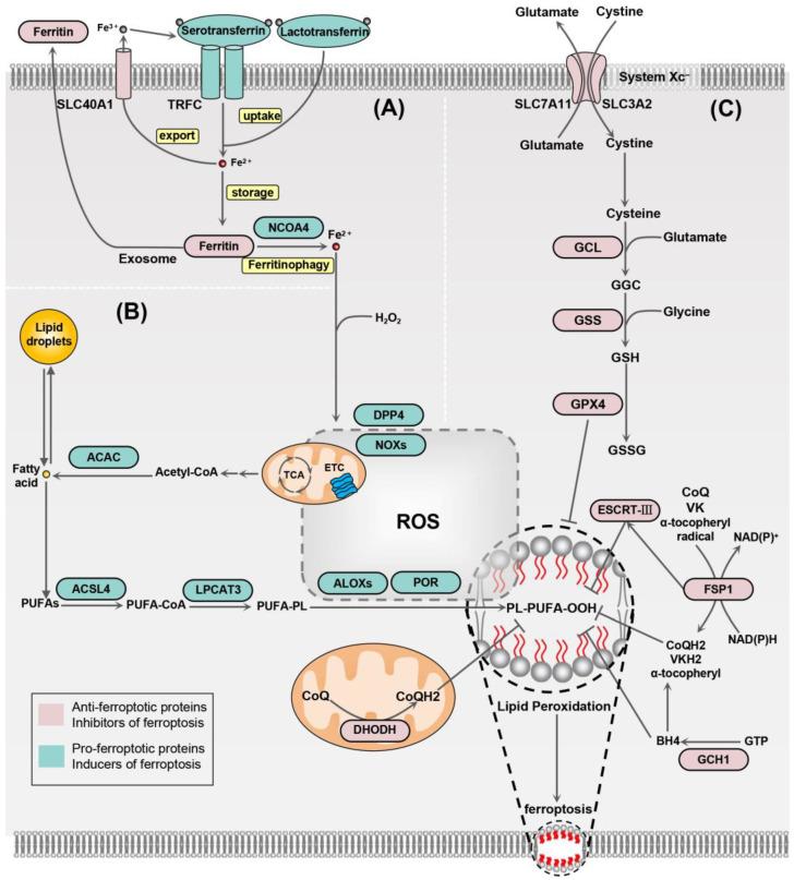 https://cdn.ncbi.nlm.nih.gov/pmc/blobs/a801/11274159/a16cf1968430/biology-13-00543-g001.jpg