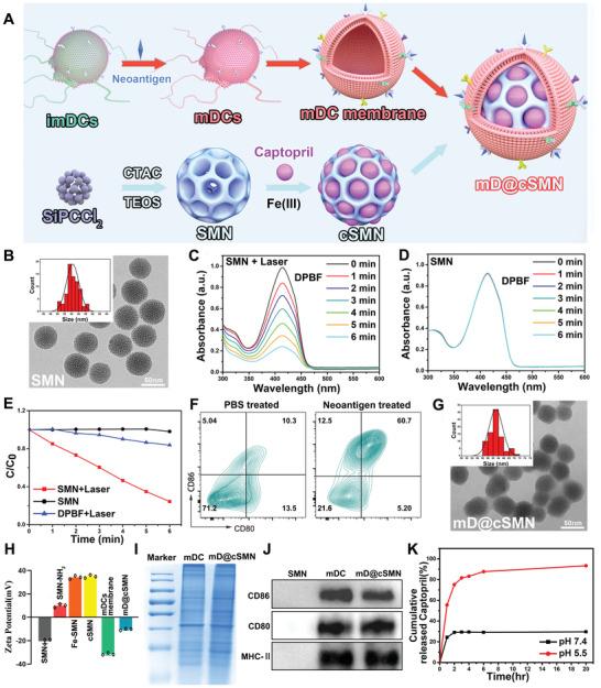 https://cdn.ncbi.nlm.nih.gov/pmc/blobs/a805/9009112/0410671a6d09/ADVS-9-2105631-g004.jpg