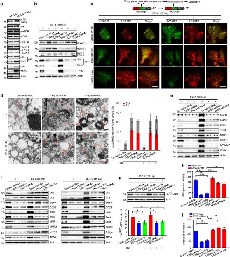 https://cdn.ncbi.nlm.nih.gov/pmc/blobs/a806/4557121/b56f3219640f/ncomms8951-f3.jpg