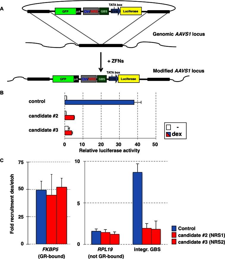 https://cdn.ncbi.nlm.nih.gov/pmc/blobs/a809/5291246/53bc8fca2656/gkw203fig3.jpg