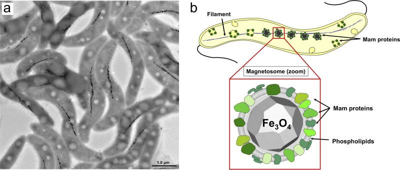 https://cdn.ncbi.nlm.nih.gov/pmc/blobs/a80c/6881800/e9324b6d71b4/AEM.01513-19-f0001.jpg