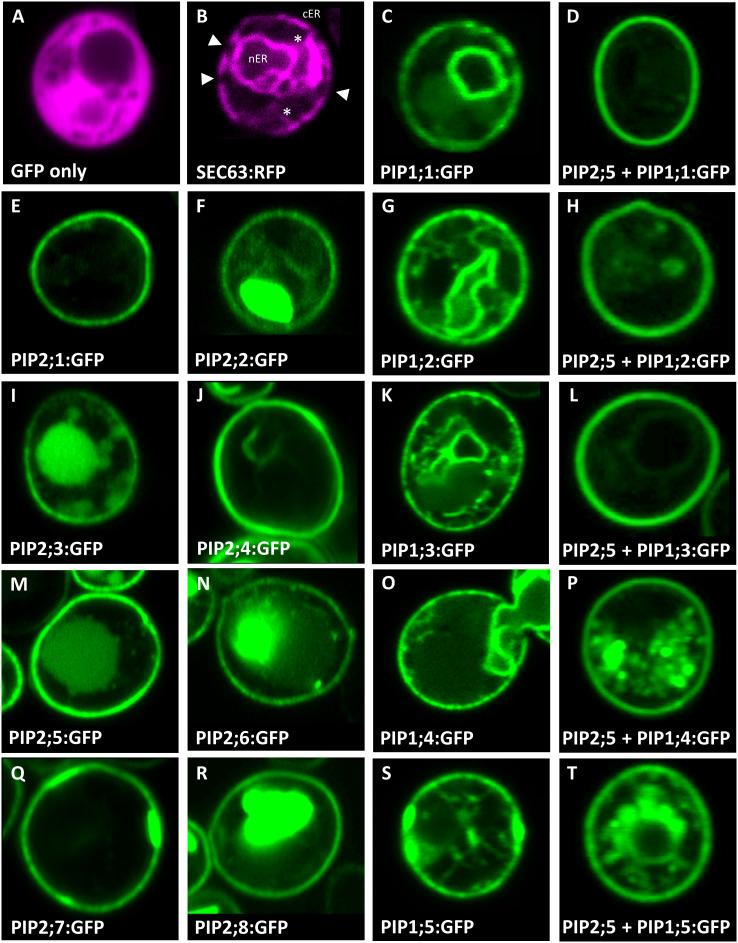 https://cdn.ncbi.nlm.nih.gov/pmc/blobs/a80d/9907170/e5098b77e7d2/fpls-14-1078220-g002.jpg