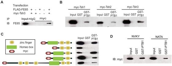https://cdn.ncbi.nlm.nih.gov/pmc/blobs/a811/2660419/02832d643503/pone.0005071.g001.jpg