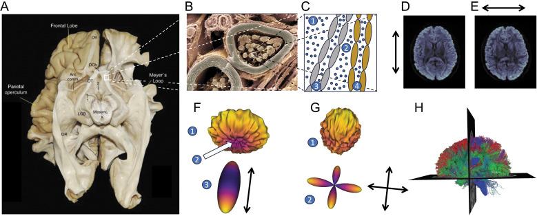 https://cdn.ncbi.nlm.nih.gov/pmc/blobs/a812/11234945/8a3075f10706/mrms-23-316-g1.jpg