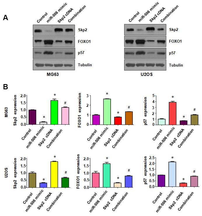 https://cdn.ncbi.nlm.nih.gov/pmc/blobs/a812/7993745/292284a57e56/aging-13-202530-g006.jpg
