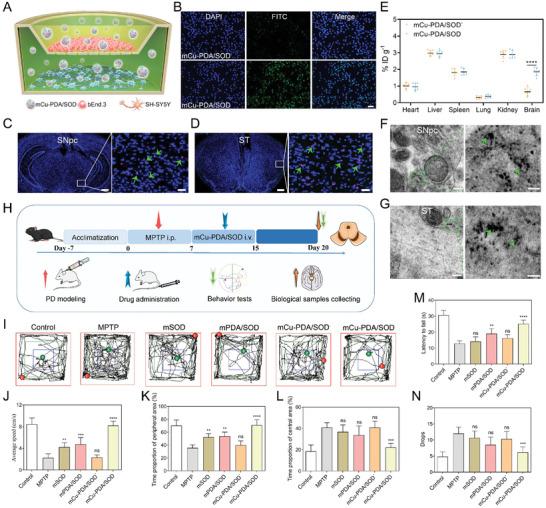 https://cdn.ncbi.nlm.nih.gov/pmc/blobs/a814/11831437/370e500ac47e/ADVS-12-2410070-g008.jpg