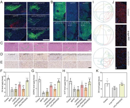 https://cdn.ncbi.nlm.nih.gov/pmc/blobs/a814/11831437/7257fc89d0b6/ADVS-12-2410070-g006.jpg