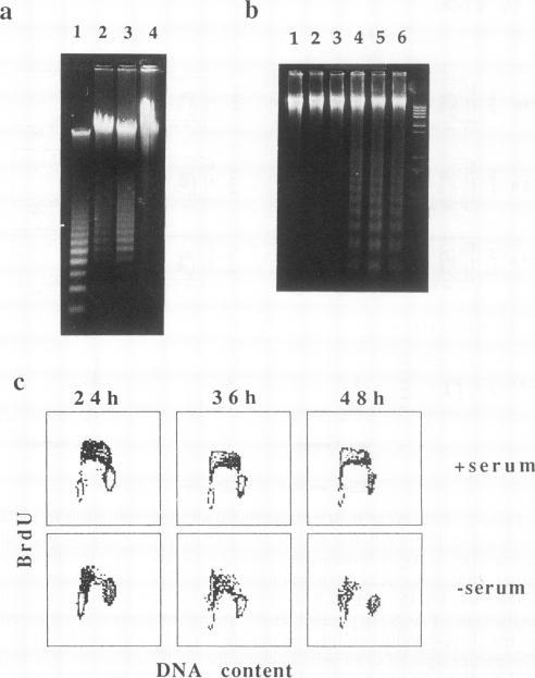 https://cdn.ncbi.nlm.nih.gov/pmc/blobs/a815/359451/74b5e948aa91/molcellb00015-0116-a.jpg
