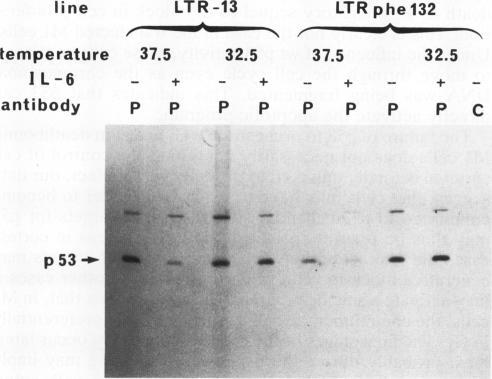 https://cdn.ncbi.nlm.nih.gov/pmc/blobs/a815/359451/b43f763addf9/molcellb00015-0117-a.jpg