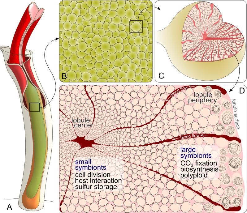https://cdn.ncbi.nlm.nih.gov/pmc/blobs/a819/7787665/51c6f0ee56db/elife-58371-fig6.jpg