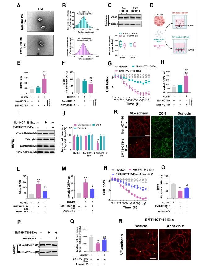 https://cdn.ncbi.nlm.nih.gov/pmc/blobs/a81c/10898123/75d7bd909210/13046_2024_2991_Fig2_HTML.jpg
