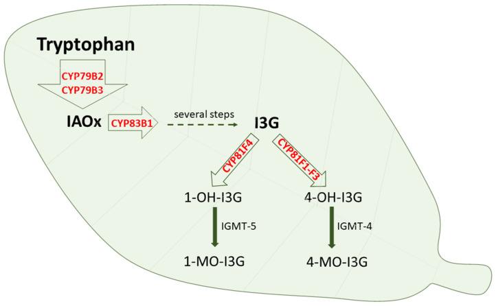 https://cdn.ncbi.nlm.nih.gov/pmc/blobs/a82b/10224044/bdab07e8a62b/metabolites-13-00629-g005.jpg