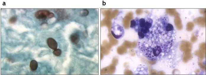 https://cdn.ncbi.nlm.nih.gov/pmc/blobs/a82f/10386973/3eca1a49aeb5/11046_2023_735_Fig3_HTML.jpg