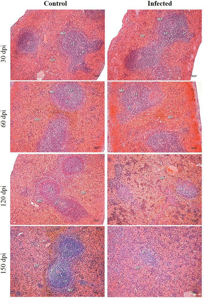 https://cdn.ncbi.nlm.nih.gov/pmc/blobs/a82f/8602831/c0d53b845741/fimmu-12-716314-g001.jpg