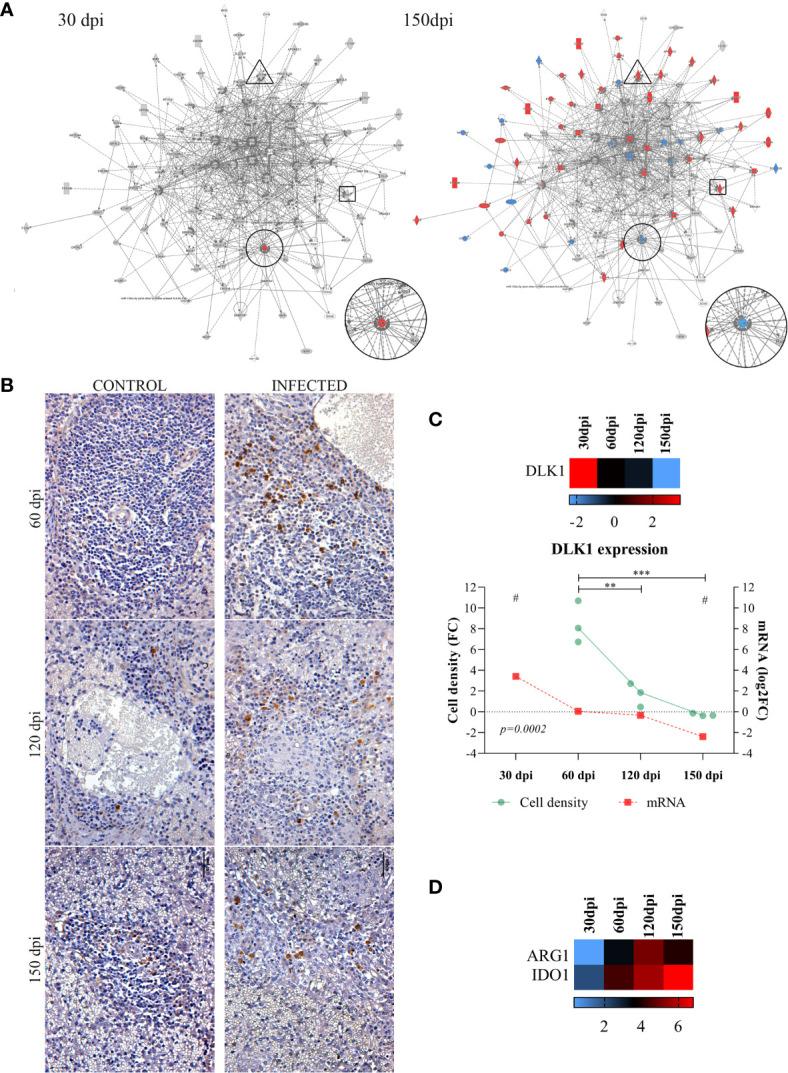 https://cdn.ncbi.nlm.nih.gov/pmc/blobs/a82f/8602831/c5cd379dc372/fimmu-12-716314-g003.jpg