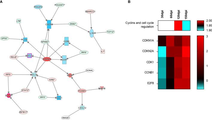 https://cdn.ncbi.nlm.nih.gov/pmc/blobs/a82f/8602831/d62cff7431bd/fimmu-12-716314-g005.jpg