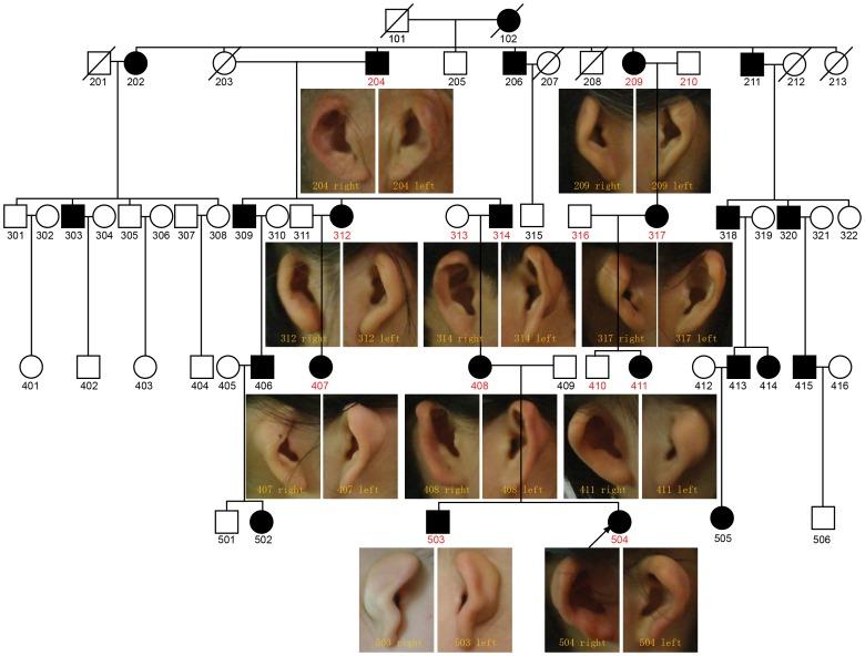 https://cdn.ncbi.nlm.nih.gov/pmc/blobs/a830/4077761/189de4c95dce/pone.0101152.g001.jpg