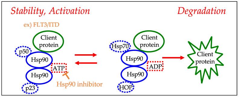 https://cdn.ncbi.nlm.nih.gov/pmc/blobs/a831/9103326/55c921228270/ijms-23-04694-g004.jpg