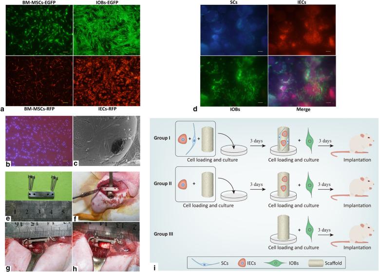 https://cdn.ncbi.nlm.nih.gov/pmc/blobs/a833/8261922/87449c04ffb2/13287_2021_2433_Fig4_HTML.jpg