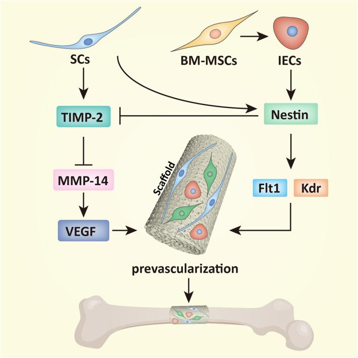 https://cdn.ncbi.nlm.nih.gov/pmc/blobs/a833/8261922/a745cd05cdb8/13287_2021_2433_Fig7_HTML.jpg
