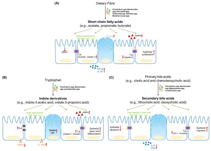 https://cdn.ncbi.nlm.nih.gov/pmc/blobs/a835/8704337/9fdc6199dc5e/nutrients-13-04259-g001.jpg
