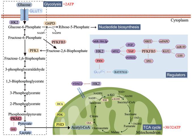https://cdn.ncbi.nlm.nih.gov/pmc/blobs/a839/9641713/964dd4c652f3/mmr-26-06-12880-g00.jpg