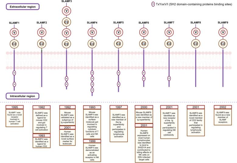 https://cdn.ncbi.nlm.nih.gov/pmc/blobs/a843/12084948/ffe2965f3ae1/12943_2025_2308_Fig1_HTML.jpg