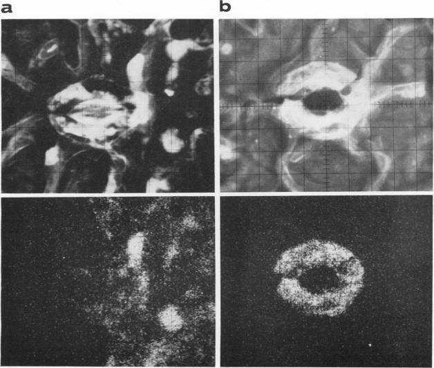 https://cdn.ncbi.nlm.nih.gov/pmc/blobs/a847/396885/04cd829f2ce8/plntphys00190-0067-a.jpg