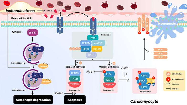 https://cdn.ncbi.nlm.nih.gov/pmc/blobs/a84d/8034148/3ff851ce2bd1/12929_2021_722_Fig2_HTML.jpg