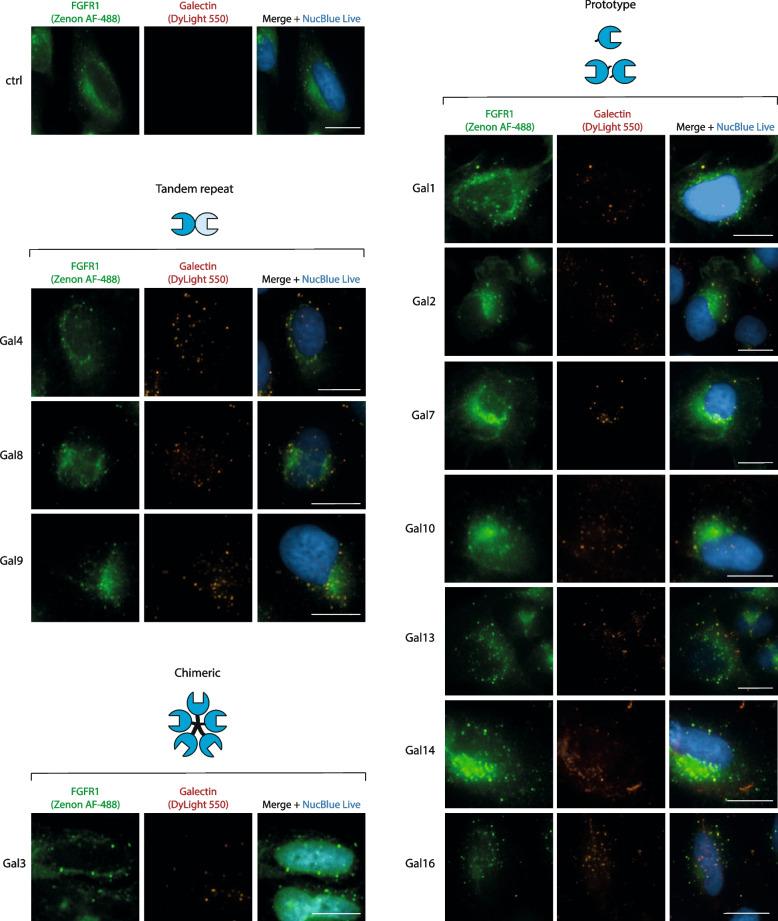 https://cdn.ncbi.nlm.nih.gov/pmc/blobs/a84f/11094976/0438f396fc45/12964_2024_1661_Fig1_HTML.jpg