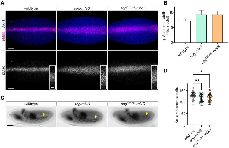 https://cdn.ncbi.nlm.nih.gov/pmc/blobs/a850/9194680/6a1bafe0e21c/biolopen-11-059199-g3.jpg