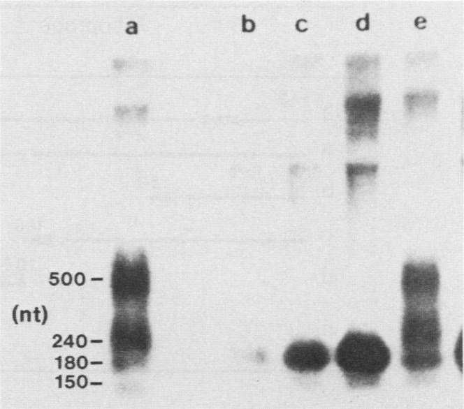 https://cdn.ncbi.nlm.nih.gov/pmc/blobs/a854/360919/29ee0dff1580/molcellb00044-0217-b.jpg