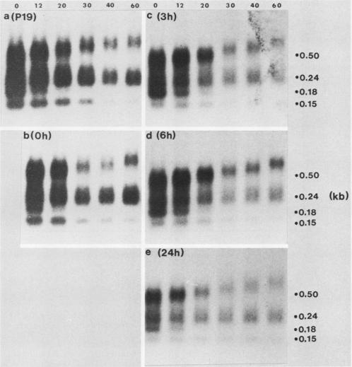 https://cdn.ncbi.nlm.nih.gov/pmc/blobs/a854/360919/9366492b2c65/molcellb00044-0215-a.jpg