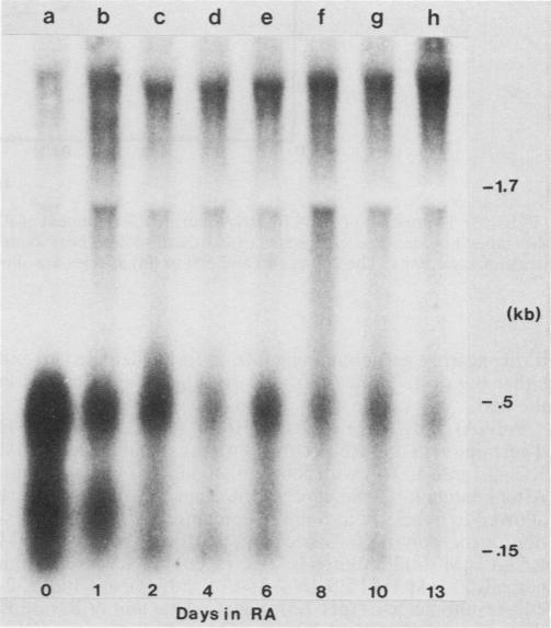 https://cdn.ncbi.nlm.nih.gov/pmc/blobs/a854/360919/98f3fa690a3b/molcellb00044-0213-a.jpg