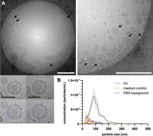 https://cdn.ncbi.nlm.nih.gov/pmc/blobs/a856/10050886/9dc8a11cecc5/fmolb-10-1125438-g002.jpg
