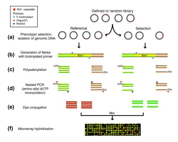 https://cdn.ncbi.nlm.nih.gov/pmc/blobs/a856/1929150/40717548896d/gb-2007-8-5-r87-1.jpg
