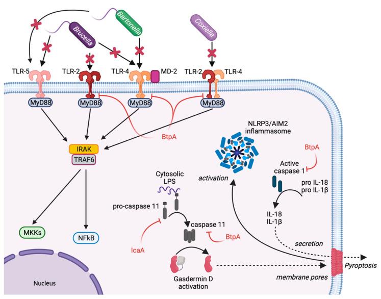 https://cdn.ncbi.nlm.nih.gov/pmc/blobs/a856/8539587/38b96a51a3b4/toxins-13-00713-g001.jpg