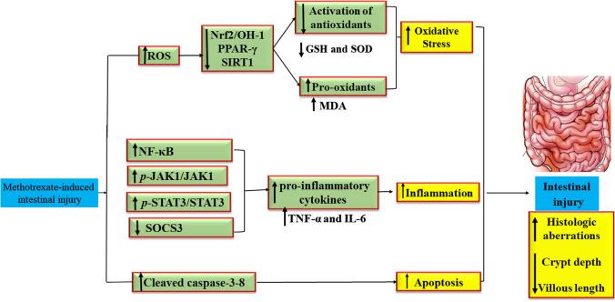 https://cdn.ncbi.nlm.nih.gov/pmc/blobs/a85c/11522073/0e220821dad8/210_2024_3164_Fig3_HTML.jpg