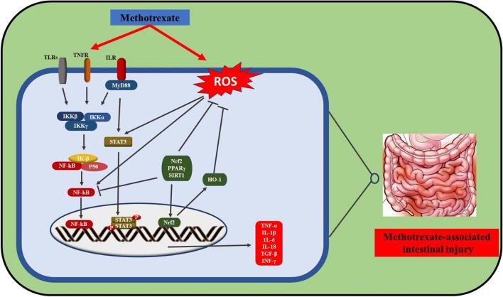 https://cdn.ncbi.nlm.nih.gov/pmc/blobs/a85c/11522073/c771fb71052a/210_2024_3164_Fig2_HTML.jpg