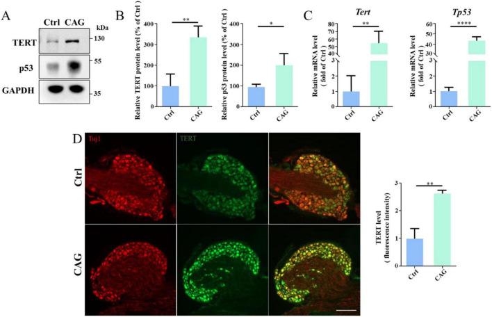 https://cdn.ncbi.nlm.nih.gov/pmc/blobs/a85e/11739090/caa24866479a/fncel-18-1424137-g005.jpg