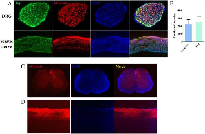 https://cdn.ncbi.nlm.nih.gov/pmc/blobs/a85e/11739090/fa05060de184/fncel-18-1424137-g002.jpg