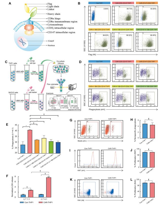 https://cdn.ncbi.nlm.nih.gov/pmc/blobs/a85f/11557030/f022719dc4c8/cm9-137-2590-g001.jpg